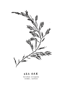 Image 1 of A4 Seaweed Print - Sea Oak