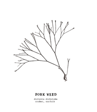 Image 1 of A4 Seaweed Print - Fork Weed