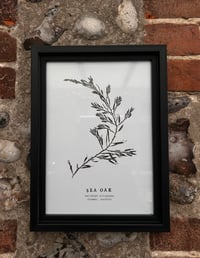 Image 3 of A4 Seaweed Prints - Set of Three