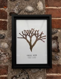Image 1 of A4 Seaweed Prints - Set of Three