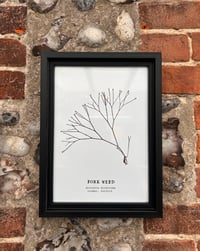 Image 4 of A4 Seaweed Prints - Set of Three
