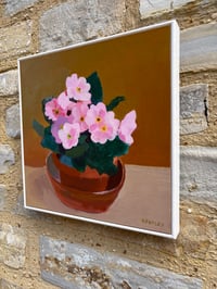 Image 5 of Pink Primroses in pot