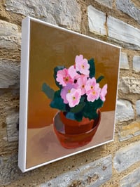 Image 4 of Pink Primroses in pot