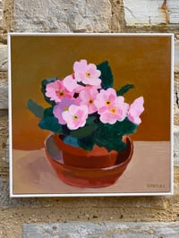 Image 2 of Pink Primroses in pot