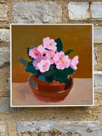 Image 6 of Pink Primroses in pot