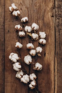Image 6 of Cotton & Lace