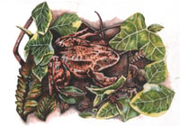 Image 1 of Garden Pond Frog