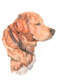 Image 1 of Dexter the Golden Retriever