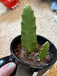 Image 2 of Red Orchid Cactus in ‘I AM THE BOSS’ mug