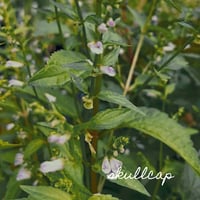Image 4 of Quiescence Tincture