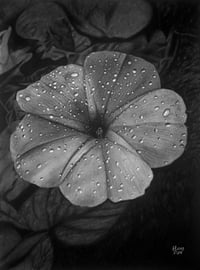 Image 1 of Morning Dew - Print