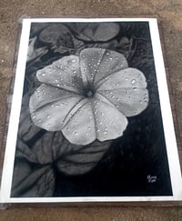 Image 2 of Morning Dew - Print