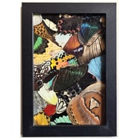 Image 1 of Butterfly & Moth Wings Collage Frame