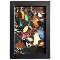 Image 1 of Butterfly & Moth Wings Collage Frame II