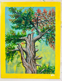 Eastern Red Cedar Sketch