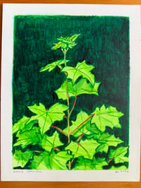 Maple Sapling Sketch