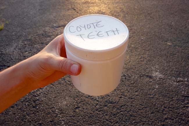 COYOTE TEETH