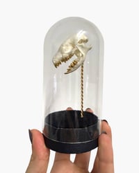 Image 3 of Hedgehog skull