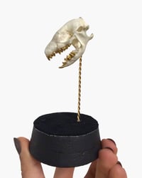 Image 1 of Hedgehog skull