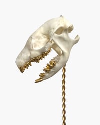 Image 2 of Hedgehog skull