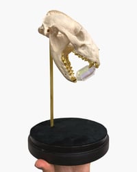 Image 1 of Badger skull 