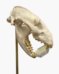 Image 2 of Badger skull 
