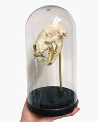 Image 3 of Badger skull 