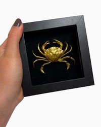 Crab frame M