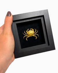 Crab frame S