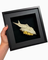 Deer Jaw fragment L