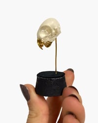 Image 1 of Parakeet skull