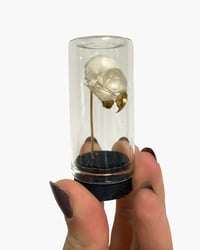 Image 2 of Parakeet skull
