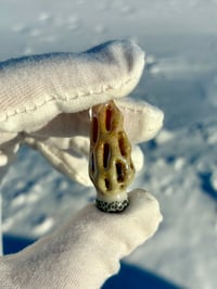 Image 1 of Morel Mushroom Pendant #3