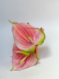Image 1 of xl pink anthurium (sample)