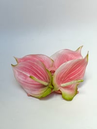 Image 2 of xl pink anthurium (sample)