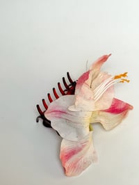 Image 2 of amaryllis claw (sample)