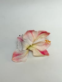 Image 1 of amaryllis claw (sample)