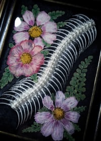 Image 2 of Snake Spine and Floral Wall Frame