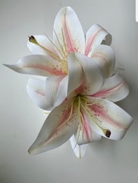 Image 2 of xl madonna lily  claw (sample)