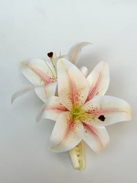 Image 1 of xl madonna lily  claw (sample)