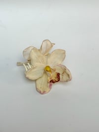 Image 2 of white cymbidium orchid claw 2 (sample)