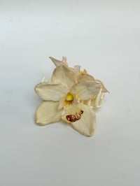 Image 1 of white cymbidium orchid claw 2 (sample)