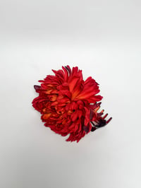 Image 1 of red chrysanthemum claw  (sample)
