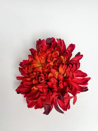 Image 2 of red chrysanthemum claw  (sample)