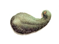 Gourd