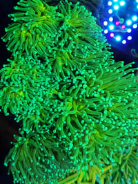 Image 2 of Ultra Toxic Torch Coral – Single Head
