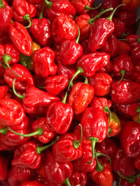 Image 4 of Scotch Bonnet Heat Booster