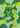 Zard Prints (P4)