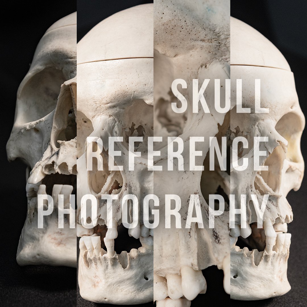 Skull Reference Photography 