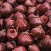 Dutch Miniature Red Onions